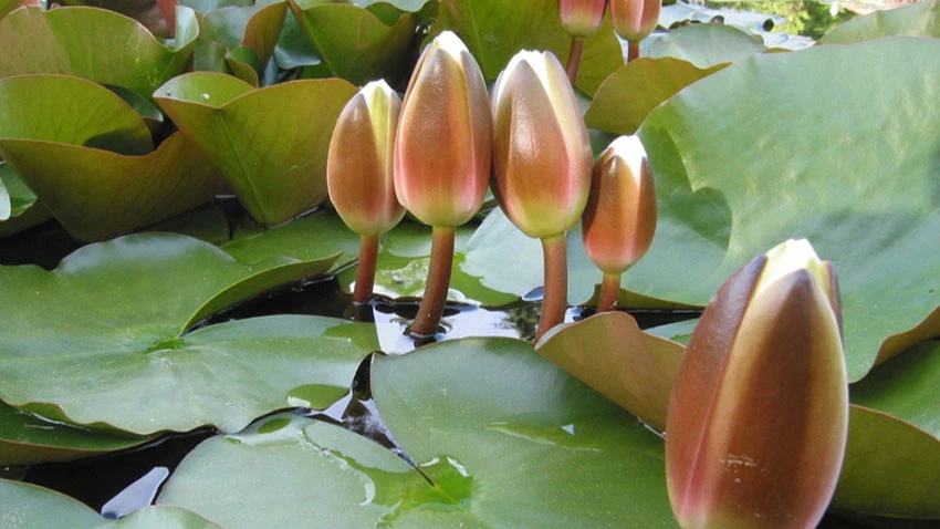 ইসির প্রতীক তালিকায় যুক্ত হলো ‘শাপলা কলি’
