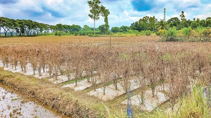 বাংলাদেশের বন্যায় কৃষির বড় ধাক্কা, ৬ জেলায় ৪০ হাজার হেক্টর ফসলি জমি ক্ষতিগ্রস্ত